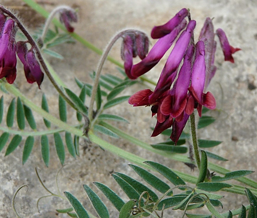 Vicia benghalensis / Veccia rosso-nera